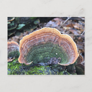 Rainbow Fungus Briefkaart