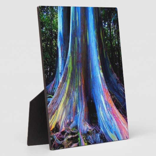RAINBOW HAWAII EUCALYPTUS TREE FOTOPLAAT (Zijkant)