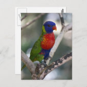Rainbow Lorikeet Briefkaart (Voorkant / Achterkant)