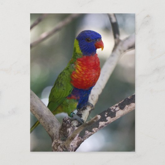 Rainbow Lorikeet Briefkaart (Voorkant)