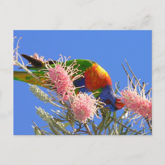 Rainbow Lorikeet Briefkaart (Voorkant)