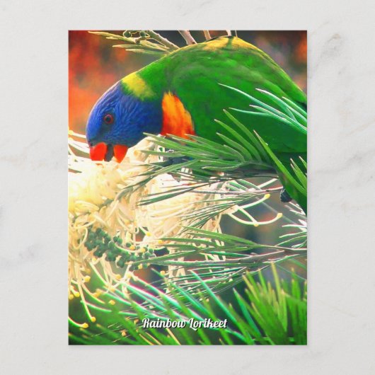 Rainbow Lorikeet Foto Briefkaart (Voorkant)