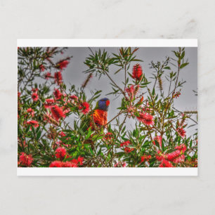 RAINBOW LORIKEET IN RURAL QUEENSLAND AUSTRALIË BRIEFKAART