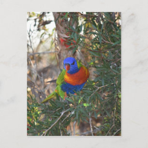 RAINBOW LORIKEET IN TREE PLATTELANDSAUSTRALIË BRIEFKAART