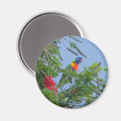 Rainbow Lorikeet Magneet (Voorkant / Achterkant)