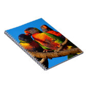 Rainbow Lorikeet notitieboek (Rechterzijde)
