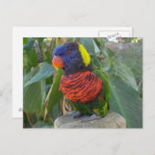 Rainbow Lorikeet op Post Briefkaart (Voorkant / Achterkant)