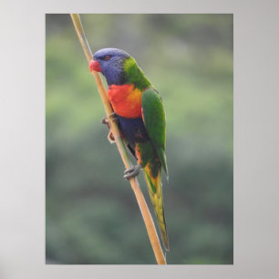 Rainbow Lorikeet Poster