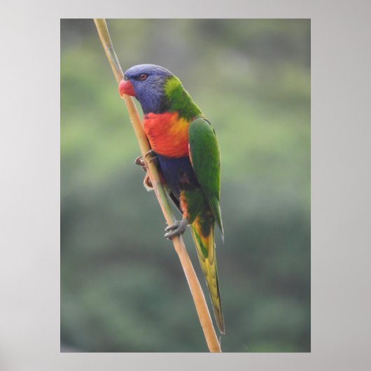 Rainbow Lorikeet Poster (Voorkant)