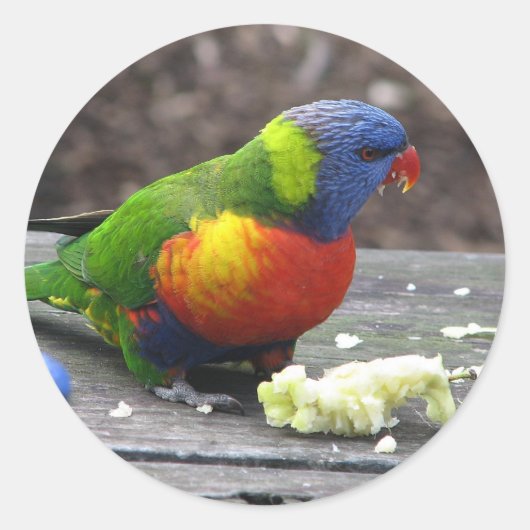 Rainbow Lorikeet Ronde Sticker (Voorkant)