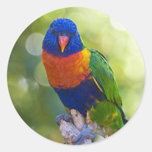 Rainbow Lorikeet Ronde Sticker