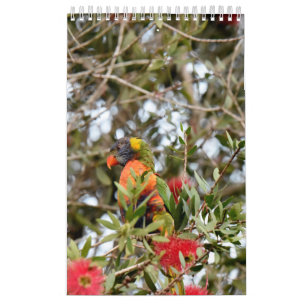 RAINBOW LORIKEET RURAL QUEENSLAND AUSTRALIË KALENDER