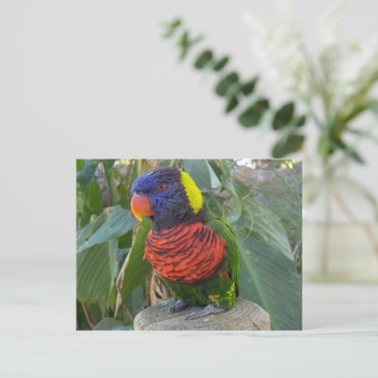 Rainbow Lorikeet sur carte postale (Debout devant)