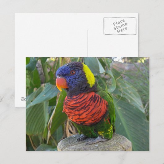 Rainbow Lorikeet sur carte postale (Devant / Derrière)