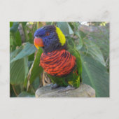 Rainbow Lorikeet sur carte postale (Devant)