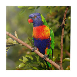 Rainbow Lorikeet Tegeltje