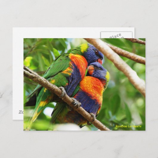 Rainbow Lorikeets Briefkaart (Voorkant / Achterkant)