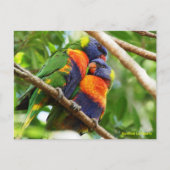 Rainbow Lorikeets Briefkaart (Voorkant)