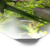 Rainbow Lorikeets Foto Afdruk (Hoek)