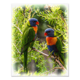 Rainbow Lorikeets Foto Afdruk
