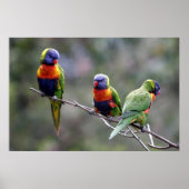 Rainbow Lorikeets Poster (Voorkant)