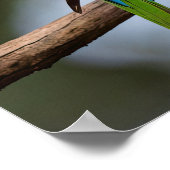 Rainbow Lorikeets Poster (Hoek)