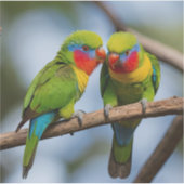 Rainbow Lorikeets Sticker (Voorkant)