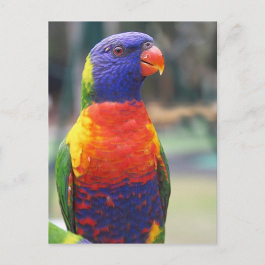Rainbow Loriket (Trichoglossus haematodus 2) Briefkaart (Voorkant)