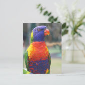 Rainbow Loriket (Trichoglossus haematodus 2) Briefkaart (Staand voorkant)