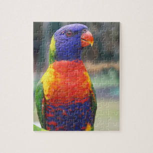Rainbow Loriket (Trichoglossus haematodus 2) Legpuzzel
