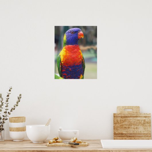 Rainbow Loriket (Trichoglossus haematodus 2) Poster (Keuken)
