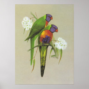 Rainbow Loriket - Trichoglossus haematodus Poster
