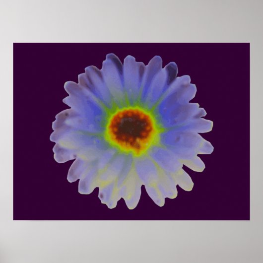 Rainbow Marigold Poster (Voorkant)