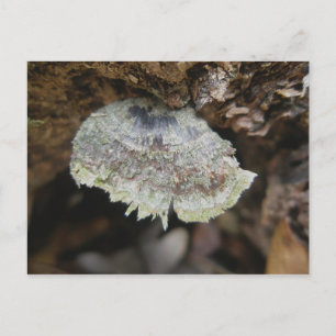 Rainbow Shelf Fungus Briefkaart