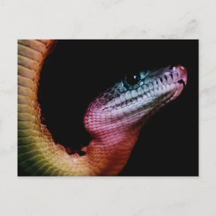 Rainbow Snake Briefkaart