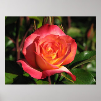 Rainbow Sorbet Floribunda Roos 139 Poster