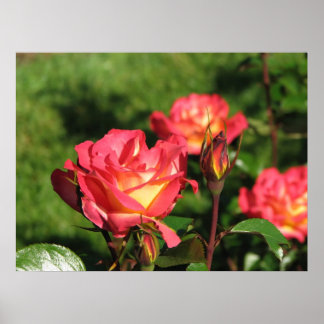 Rainbow Sorbet Floribunda Roos 140 Poster