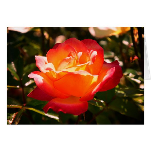 Rainbow Sorbet Roos #5 Kaart (Voorkant Horizontaal)