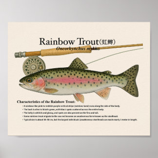Rainbow Trout – English Art Print
