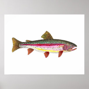 Rainbow Trout Fish Poster