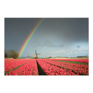 Rainbow, tulpen en foto's van de windmolen foto afdruk