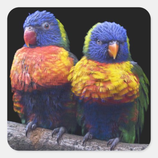 Rainbows Sticker (Voorkant)