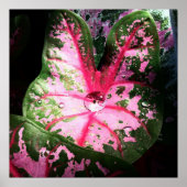 Raindrop op kaladium poster/wandkunst poster (Voorkant)