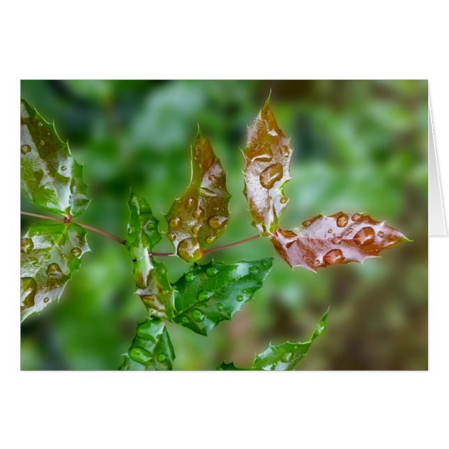 Raindrops (Devant horizontal)