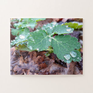 Raindrops op bloemen, Aquilegia Legpuzzel