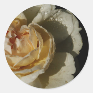 Raindrops op champagne White Rose floral Ronde Sticker