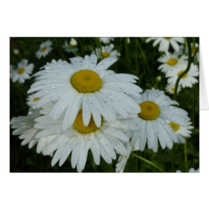 Raindrops op Daisies Wildflower Floral