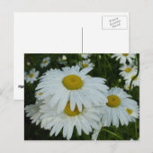 Raindrops op Daisies Wildflower Floral Briefkaart (Voorkant / Achterkant)