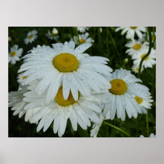Raindrops op Daisies Wildflower Floral Poster (Voorkant)