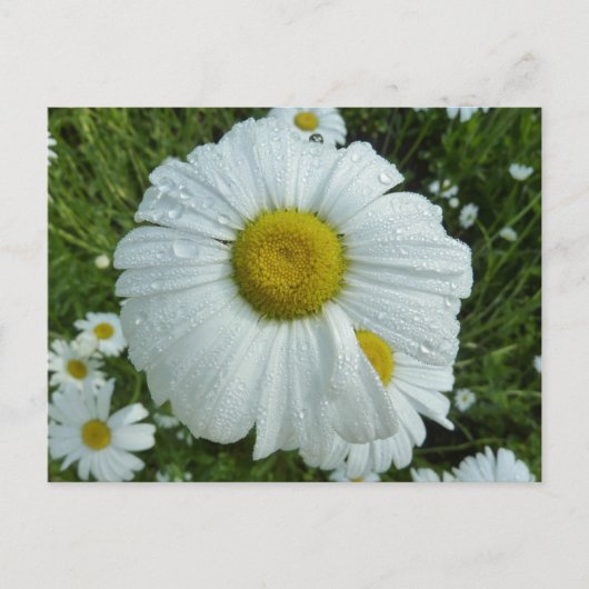 Raindrops op Daisy I Wildflower Floral Briefkaart (Voorkant)